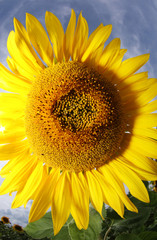 Naklejka premium Sonnenblume