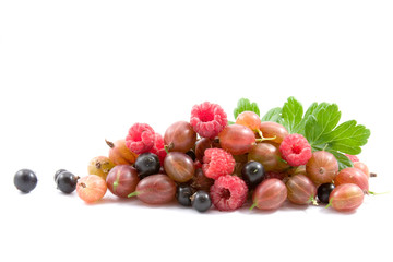 Berries: raspberry, gooseberry and currant isolated