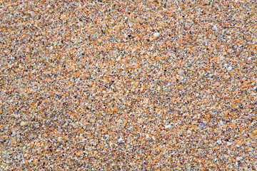 Sandy - cockleshell wet sea background