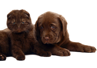 Obraz premium Kitten and puppy.