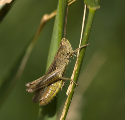 grasshopper