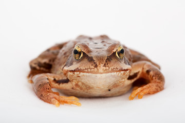 Grasfrosch Frosch Kröte