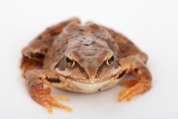 Grasfrosch Frosch Kröte