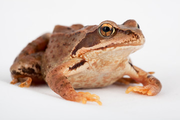 Grasfrosch Frosch Kröte