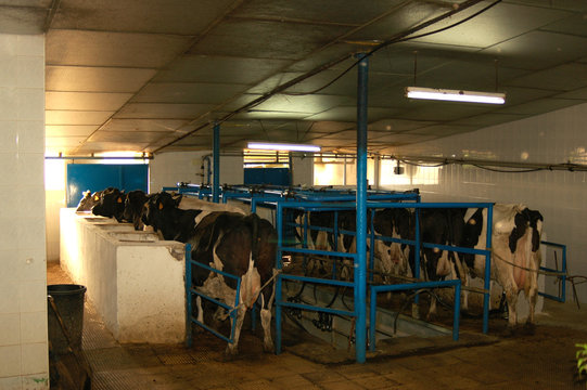 orde&ntilde;o de vacas
