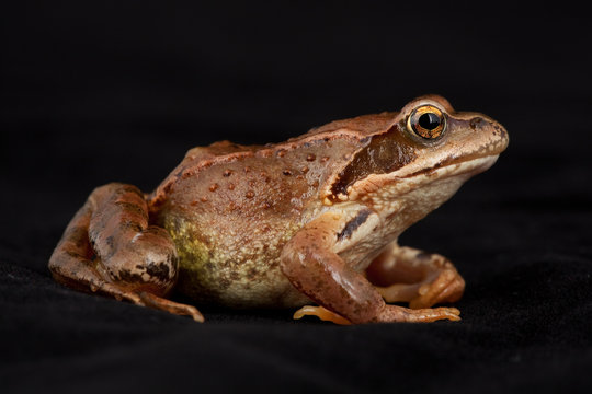 Grasfrosch Frosch Kröte