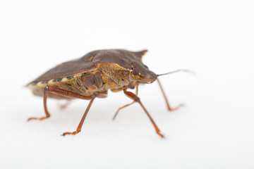 Wanze Rotbeinige Baumwanze Pentatoma rufipes