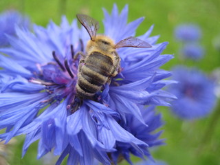 Biene auf Kornblume