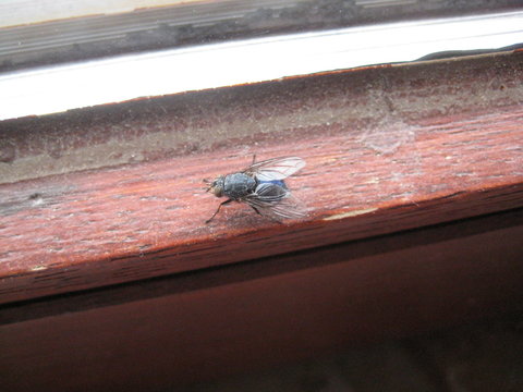 Fliege auf Fensterbrett