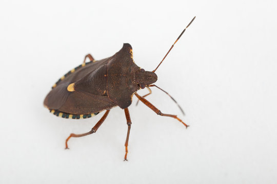 Wanze Rotbeinige Baumwanze Pentatoma rufipes