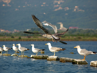 seagull
