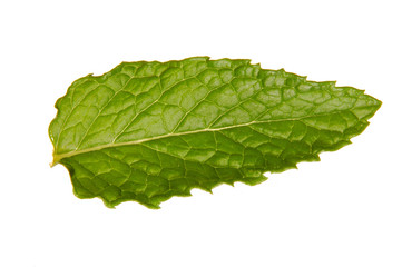 Fresh Mint Leaf