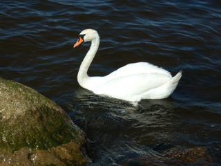Swan at breakwater of Riga port