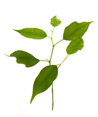 Spa  composition on white background