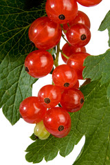 Red  currant fruit and green leaves