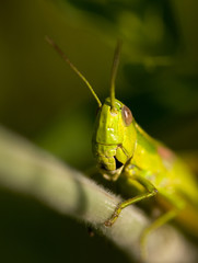 grasshopper