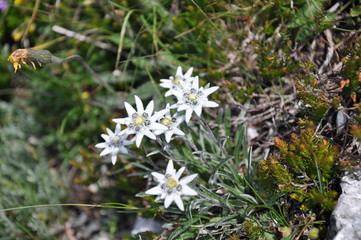 Leontopodium alpinum - Stelle alpine