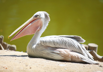 Pelecanus rufescens -  Pink-backed Pelica