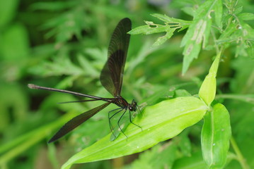 ハグロトンボ　－Calopteryx atrata－