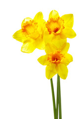 Narcissus © Roman Sigaev