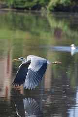 Heron in flight