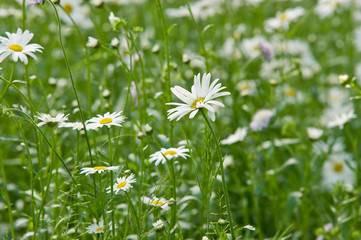 gänseblümchen © PhotoZA