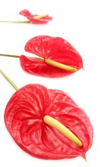 Anthurium exotic beautiful red flower still