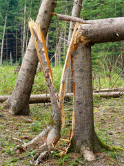Sturmschaden. Bäume im Wald nach Sturm.
