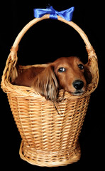 Little dog in a basket