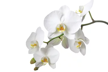 Tuinposter Orchideeën © Kaesler Media