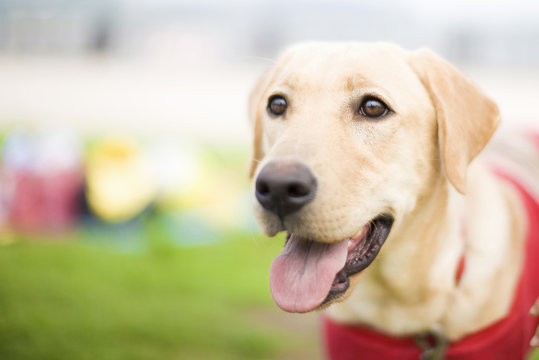786 Best 盲導犬 Images Stock Photos Vectors Adobe Stock 786 Best 盲導犬 Images Stock Photos Vectors Adobe Stock