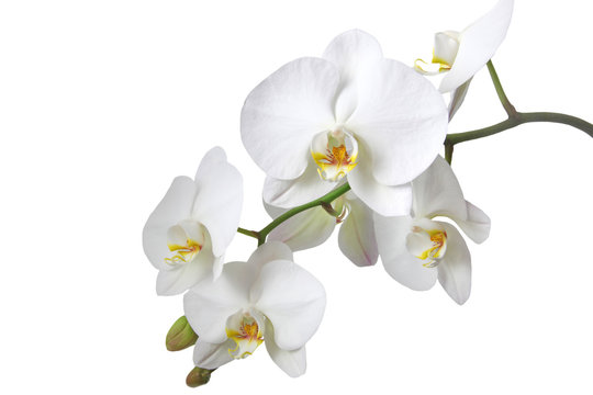 Orchidee