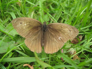 Schmetterling im Gras