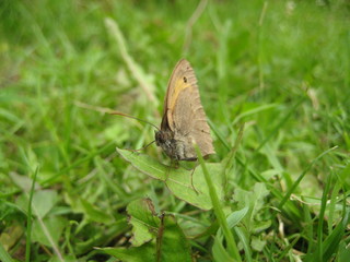 Schmetterling im Gras