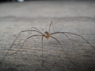 Spinne