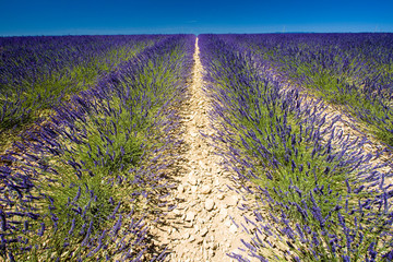Fototapeta premium lavender field, Plateau de Valensole, Provence, France