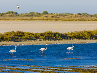 Obraz premium flamingos, Parc Regional de Camargue, Provence, France