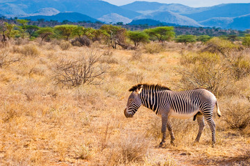 Fototapeta na wymiar Walking zwierząt Zebra w Serengeti