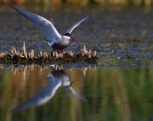 Adult common terns Sterna hirundo spreading wings