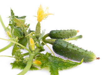 Cucumbers