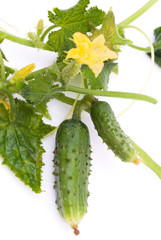 Cucumbers