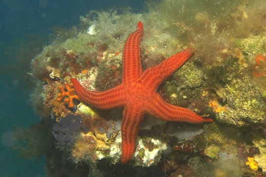 estrella de mar