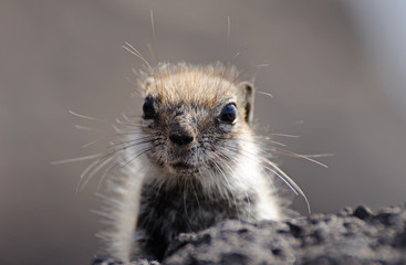 Cute squirrel. Canary Island Fuerteventura, Spain