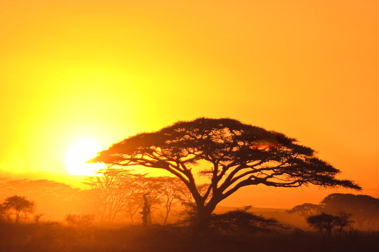 Fototapeta Sunset in the serengeti