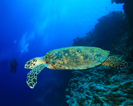 Turtle and Scuba Diver