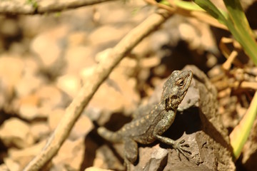 Lizard looking up on Table Mountain, South Africa