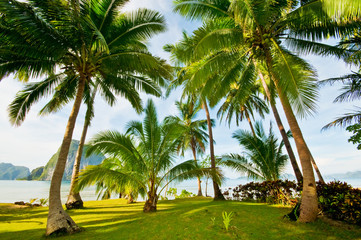 Fototapeta premium Exotic Palms Resort Grounds