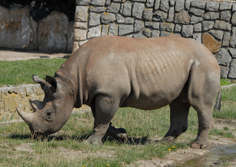 Obraz premium rhinoceros in zoo