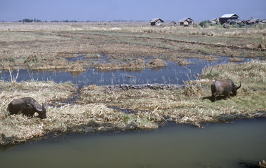 Village Life,Myanmar