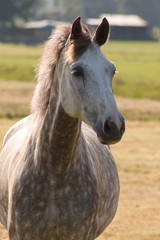 Obraz premium white horse with blurred background